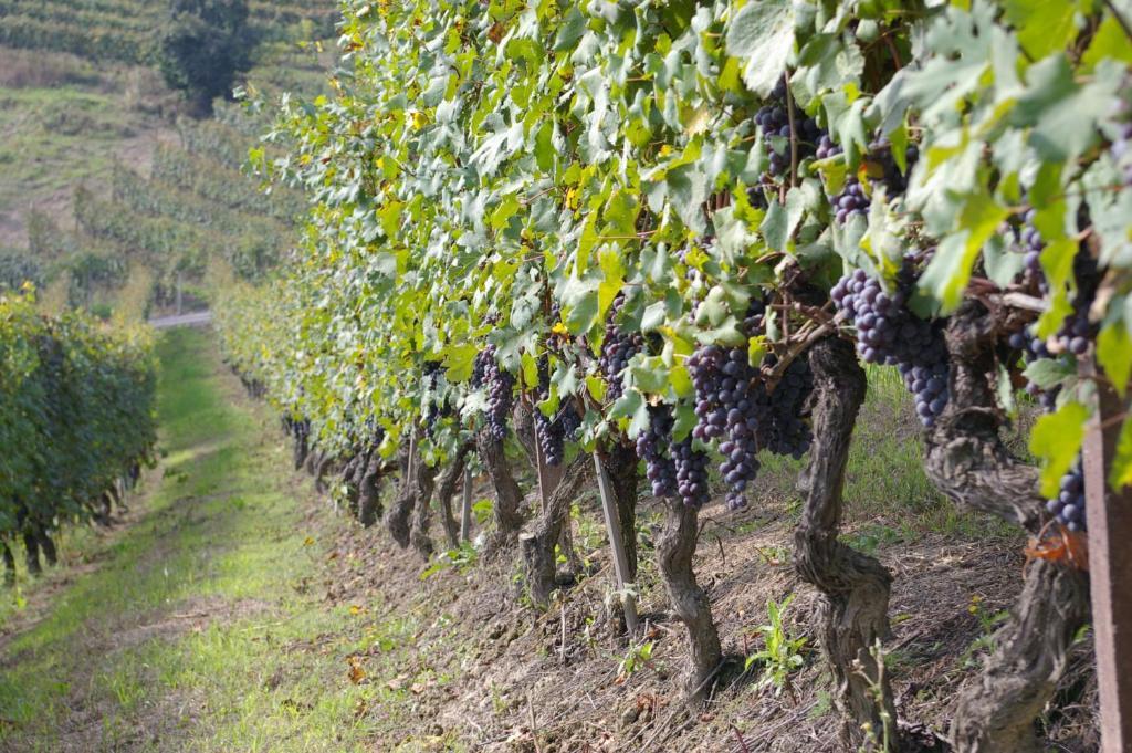 Cascina Ballarin La Morra Ngoại thất bức ảnh