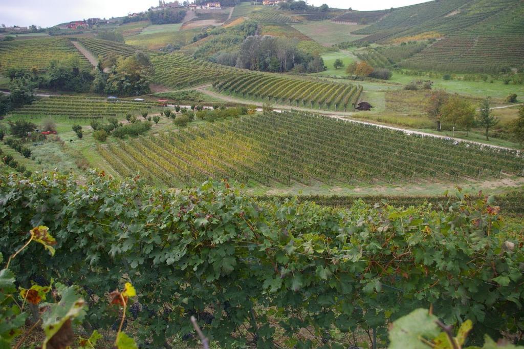Cascina Ballarin La Morra Ngoại thất bức ảnh